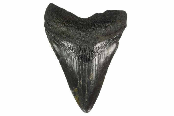 3.34" Fossil Megalodon Tooth - South Carolina